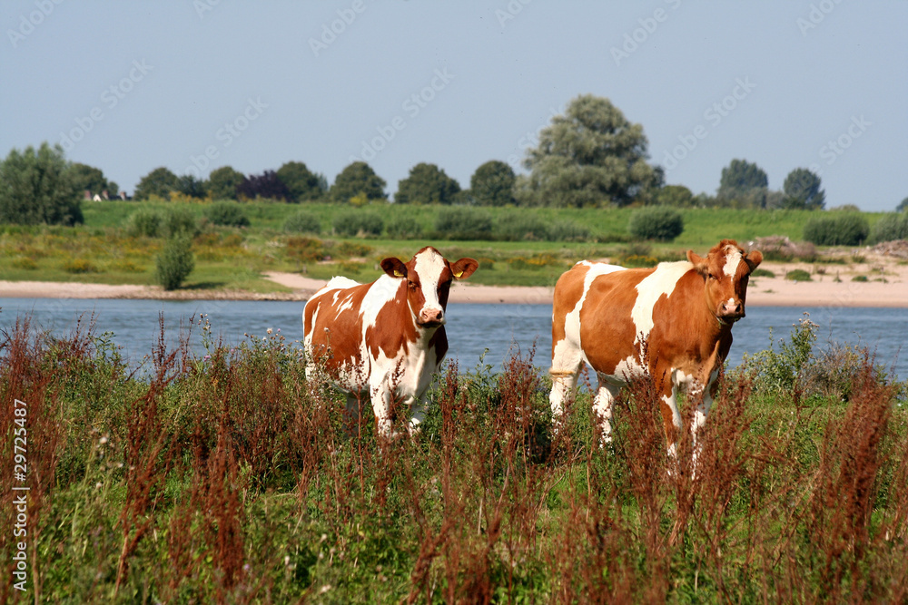 Red and whtie cows along the river Red and whtie cows along the river