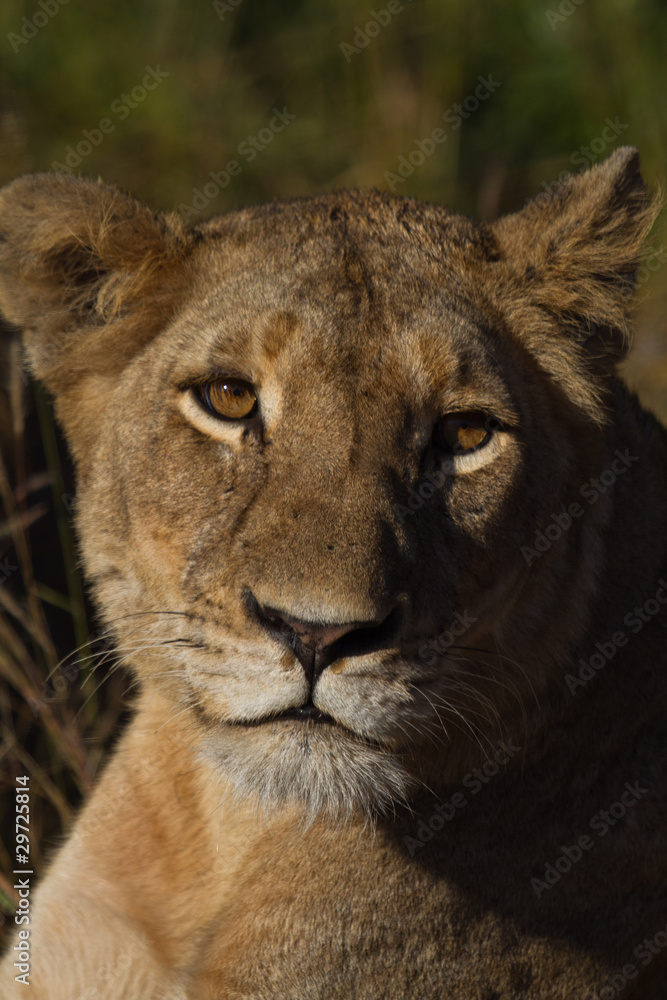Fototapeta premium Staring Lioness, Kruger National Park, South Africa