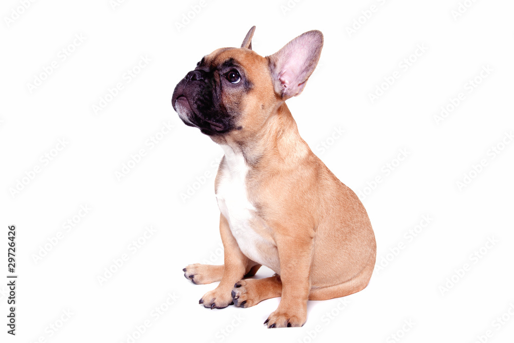 Little french bulldog puppy Little french bulldog puppy