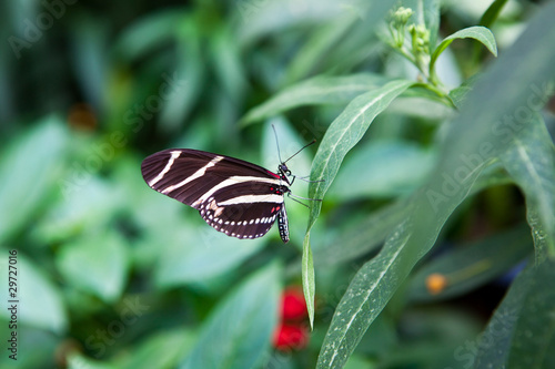 black and white butterfly photo