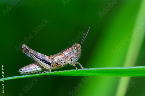 orthoptera locust © zhang yongxin