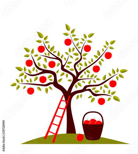 apple tree
