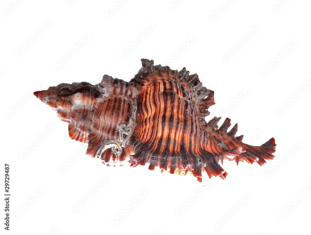 Sea Shell Sea Shell