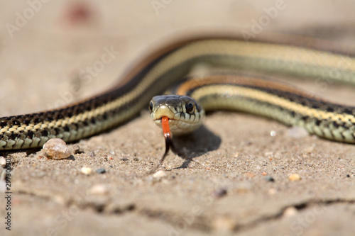 Baby garter snake on a Saskatchewan road