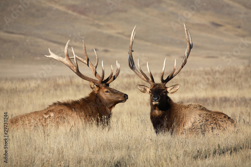 Bull elks with large antlers in scenic Saskatchewan