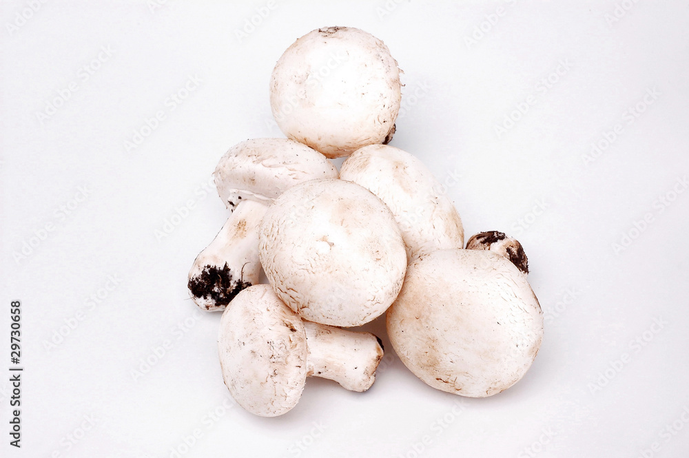 funghi gruppo funghi gruppo