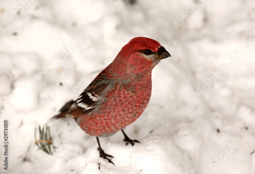 Red Crossbill on snow covered ground © pictureguy32
