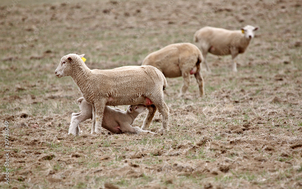 Lamb suckling on its ewe