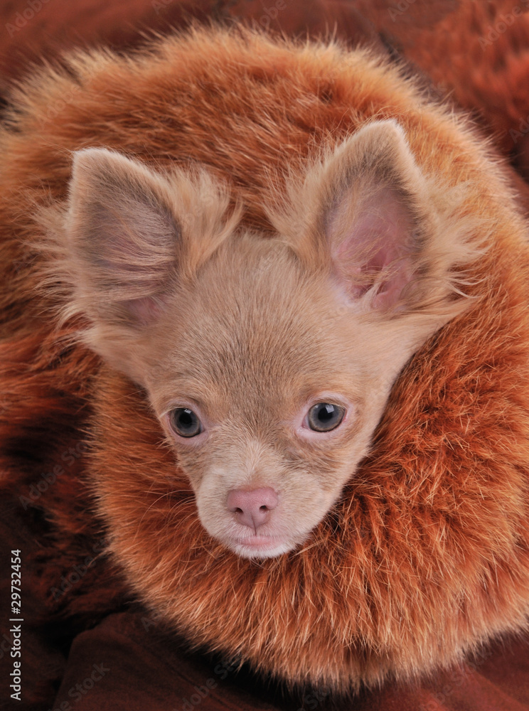Portrait of rich chihuahua puppy with luxury fur brown collar Portrait of rich chihuahua puppy with luxury fur brown collar