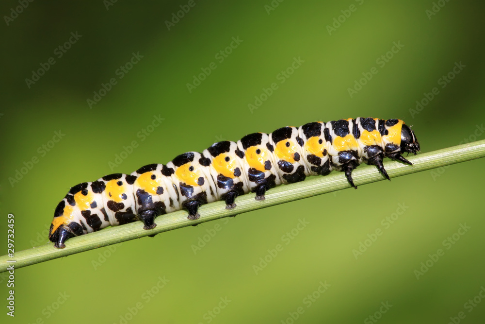 butterfly  larvae on a green leaf