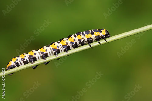 butterfly  larvae on a green plant © zhang yongxin