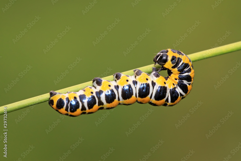 Fototapeta premium butterfly larvae on a green leaf