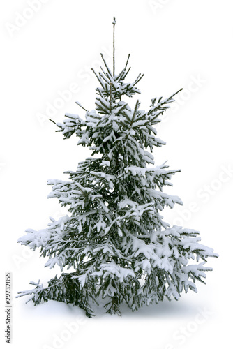 Fir tree. Isolated on white.