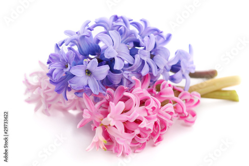 Bouquet violet hyacinth isolated on white background photo