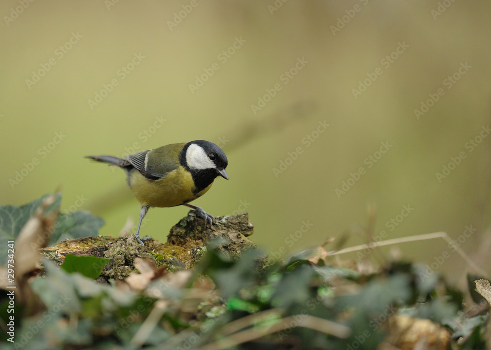 Obraz premium mésange