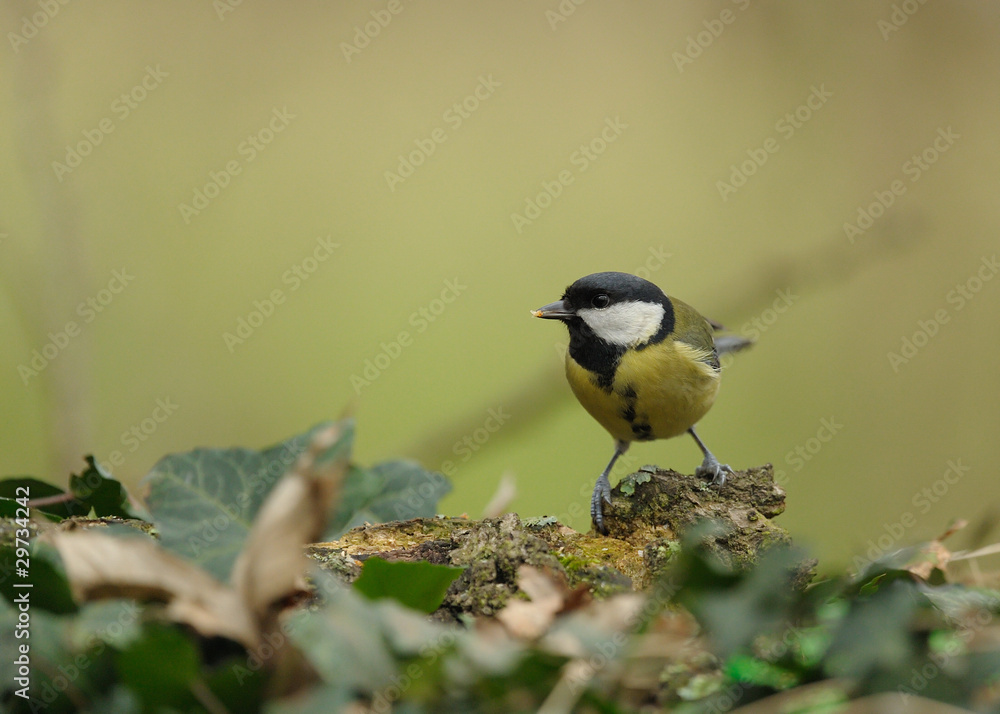 Obraz premium mésange