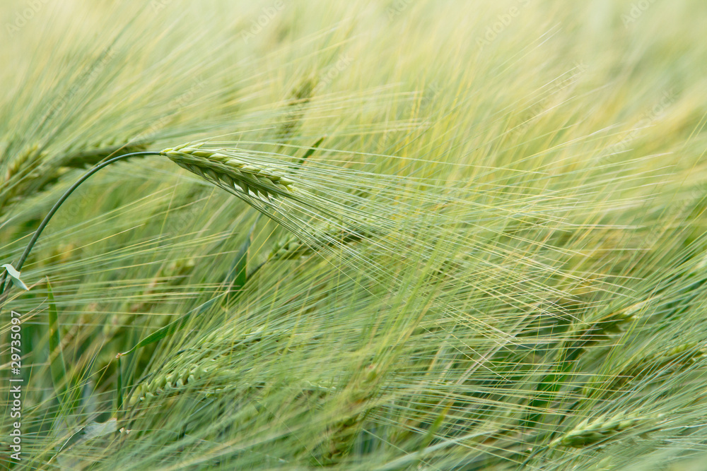Fototapeta premium background image of green barley field