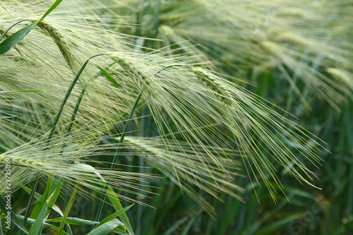 background image of green barley field