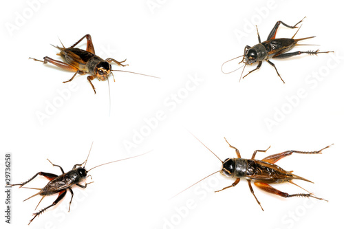 orthoptera insects - crickets © zhang yongxin