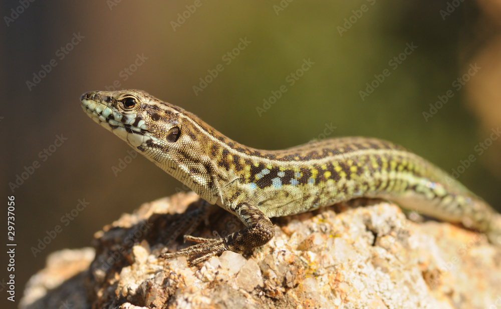 Tyrrhenian Wall Lizard (Podarcis tiliguerta) Tyrrhenian Wall Lizard (Podarcis tiliguerta)