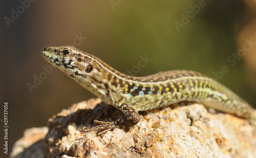 Tyrrhenian Wall Lizard (Podarcis tiliguerta)