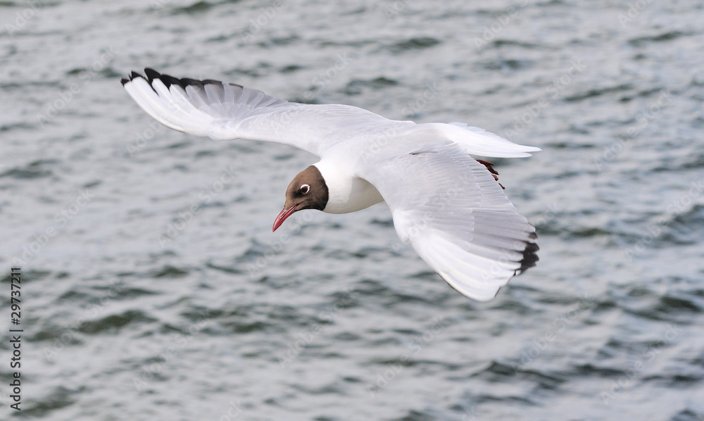 Fototapeta premium Flying black-headed gull (Larus ridibundus)