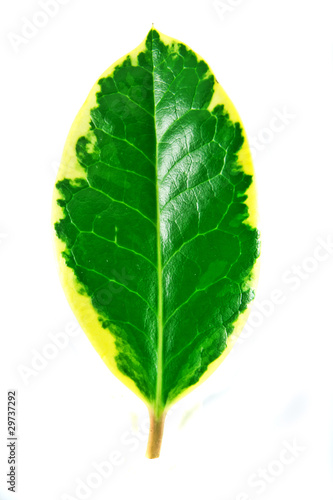 Leaf 2