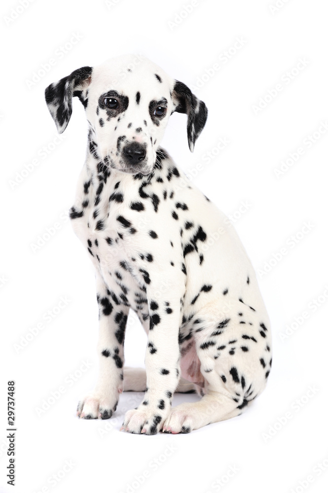 3 months old dalmatian puppy