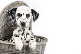 Dalmatian puppy in a basket