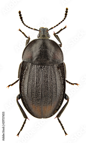 Phosphuga atrata