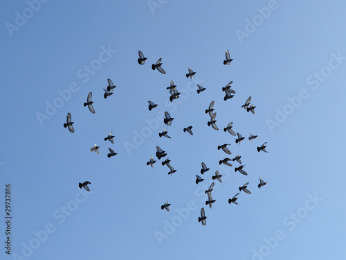 Стая голубей в полёте © 46boris48