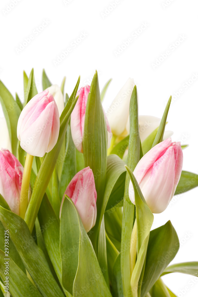 beautiful tulips beautiful tulips