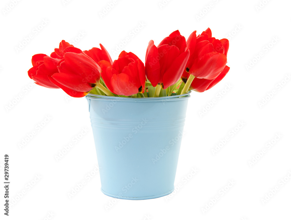 blue bucket with red tulips over white background