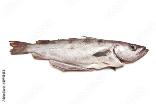 Pollock or Pollack fish isolated on a white studio background. photo