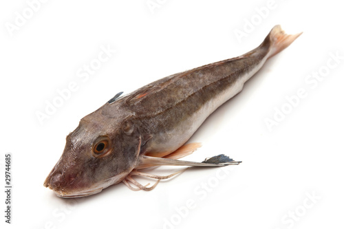 Gurnard fish on a white background © Edward Westmacott