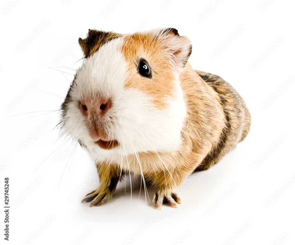 guinea guinea