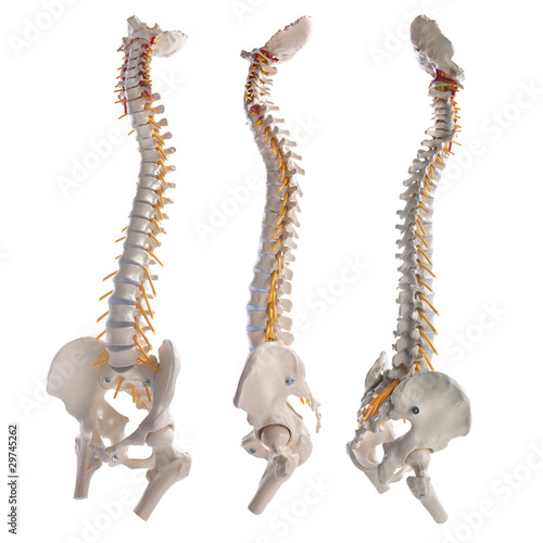 Photography learning model of the human spinal columns
