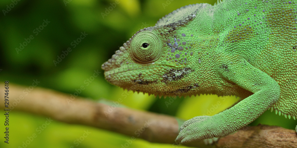 Fototapeta premium caméléon