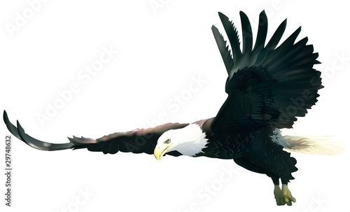 Flying Bald Eagle - colored illustration