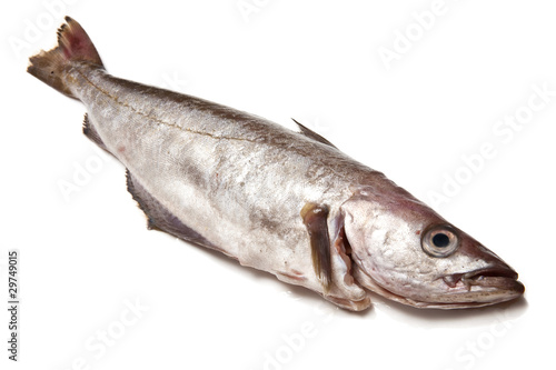 Pollock or Pollack fish isolated on a white studio background.