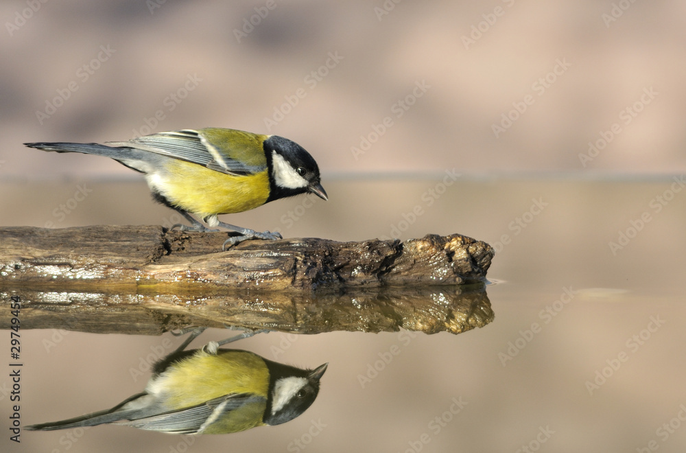 Obraz premium Parus major en la charca.