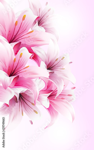 Lilies flower vector