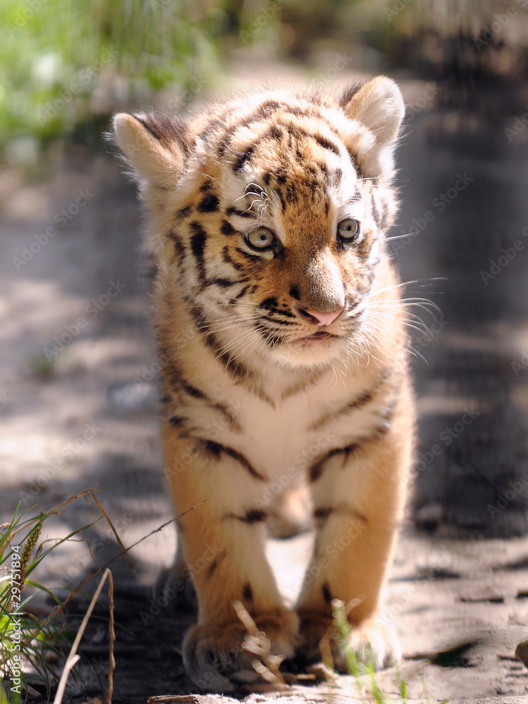 Naklejka premium Tigerbaby