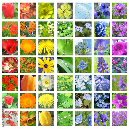 Flower collage in rainbow colors with white frames