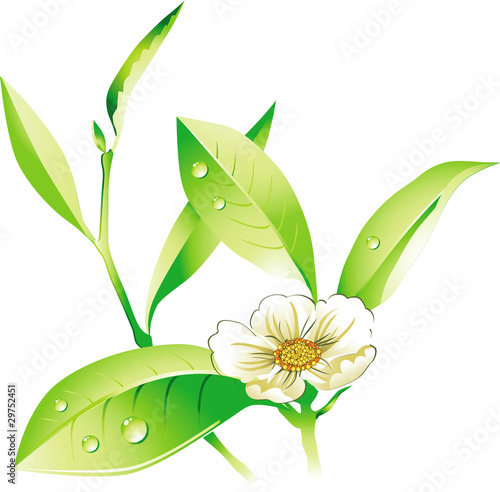 vector White Tea