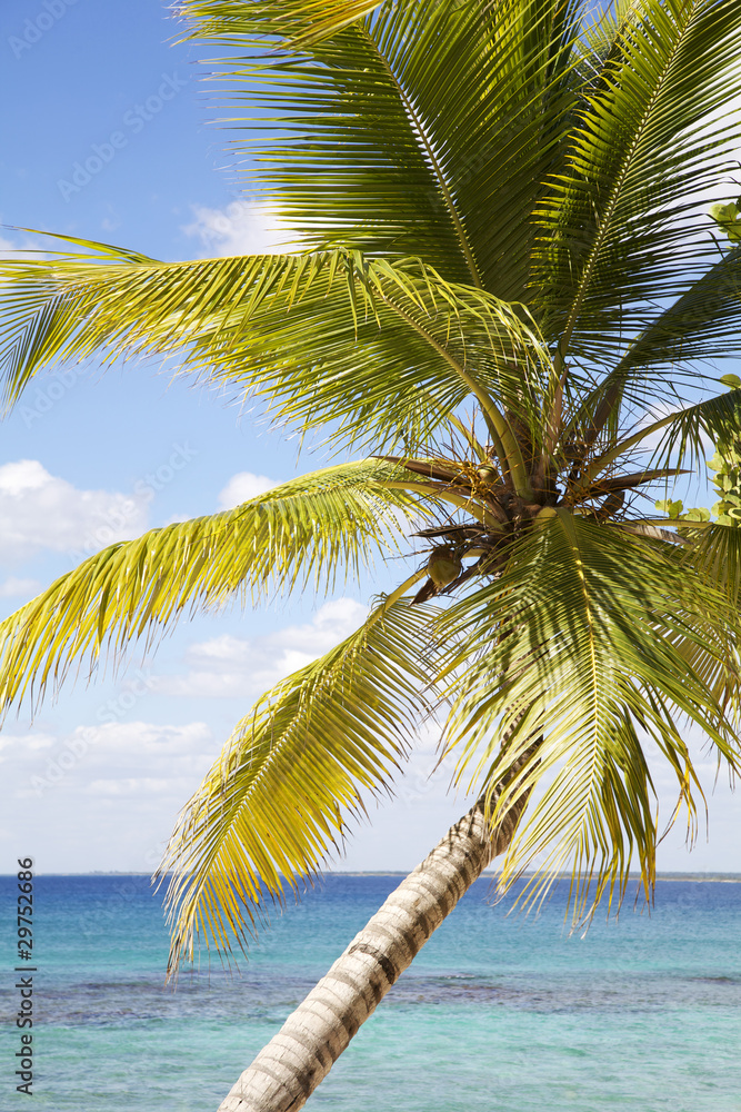Palm tree and tropical seascape