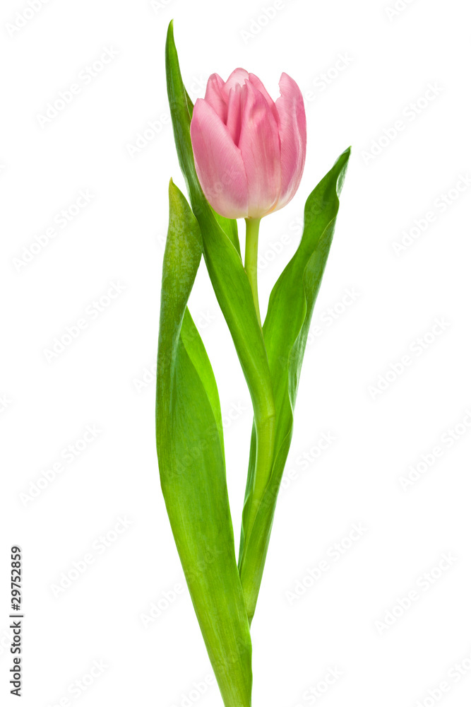 pink tulip pink tulip
