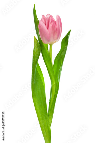 pink tulip © terex