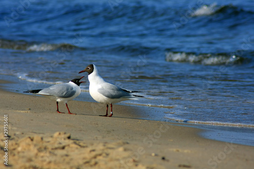 gull on the beach
