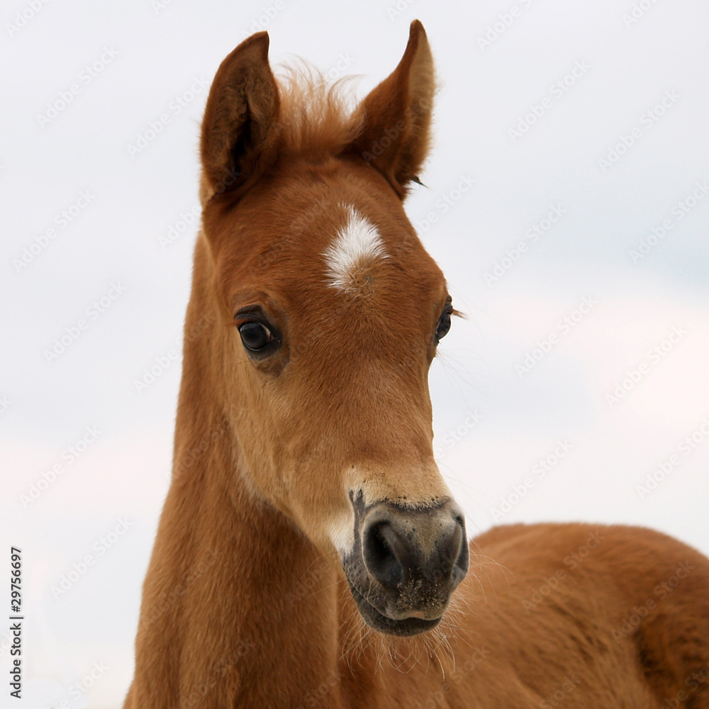Araberfohlen Portrait Araberfohlen Portrait